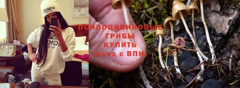 Галлюциногенные грибы MAGIC MUSHROOMS  мориарти телеграм  Сергач  где купить  